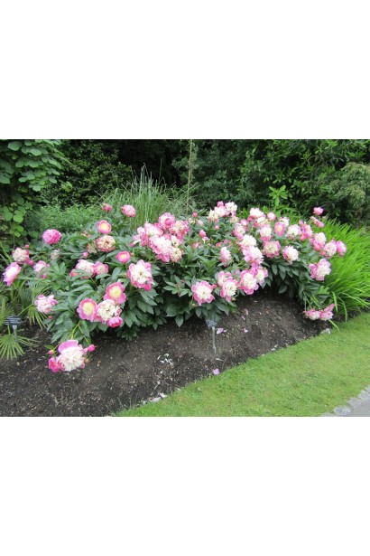 Кущ півонії Боул оф Б’юті – яскравий акцент у квітнику.